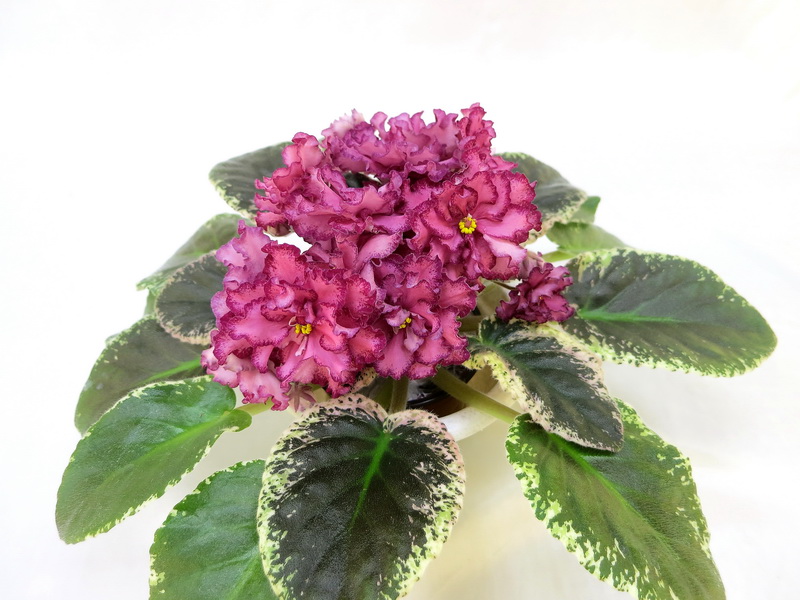 Cajun's Maya (B. Thibodeaux) колл.И.Данилина.JPG