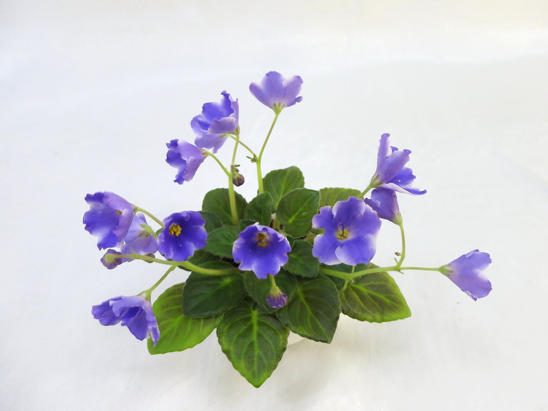 Tiyuan's Powder Puff (Tiyuan) - спорт колл.Н.Старостенко.JPG