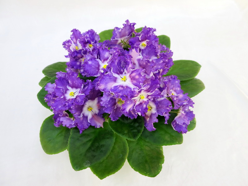 ЛЕ-Мелодия Дождя (Е.Лебецкая) колл.И.Данилина.JPG