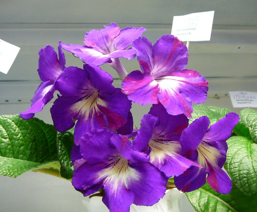 P1070147.jpg