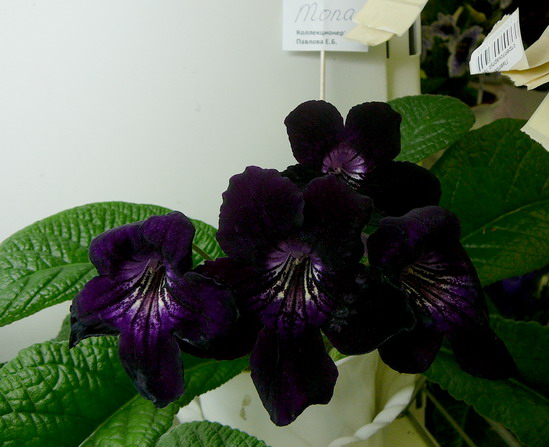 P1070138.jpg