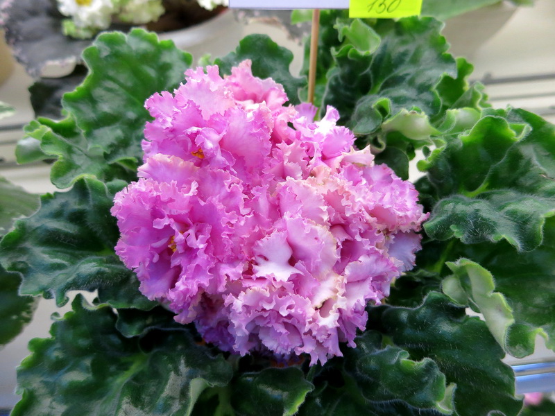 Кузина ЛЕ-Rosie Girl.JPG