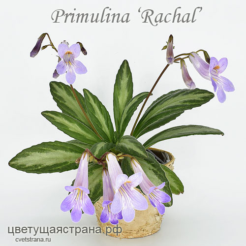 p_rachel.jpg
