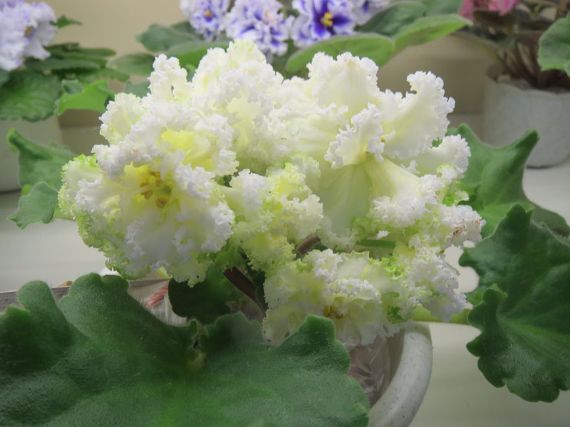 Ивашкина ЛЕ-Бриллиант Тиффани.jpg
