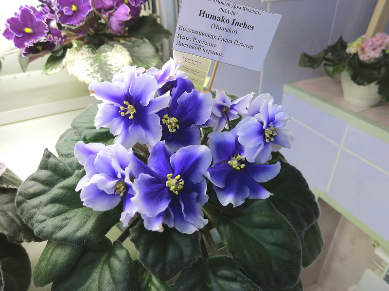 Плессер Humako Inches.JPG