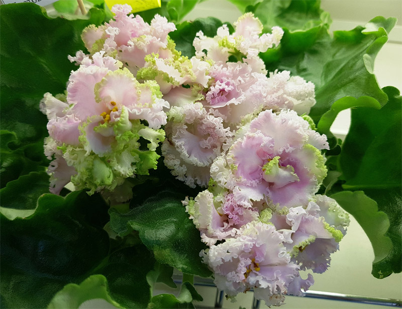 кузина_ле_денди.jpg
