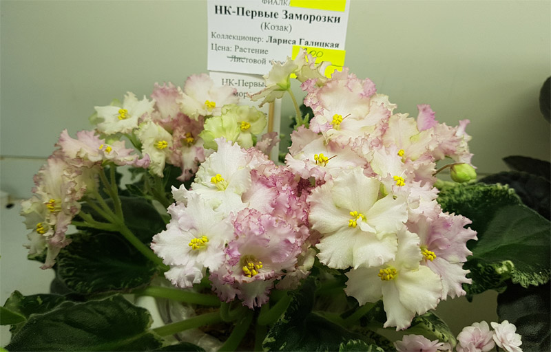 НК-Первые Заморозки