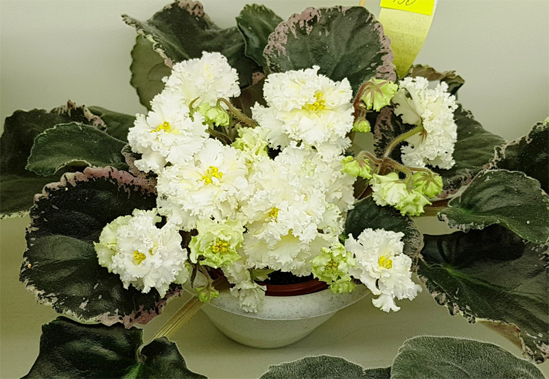 ЛЕ-Ванильное Парфе