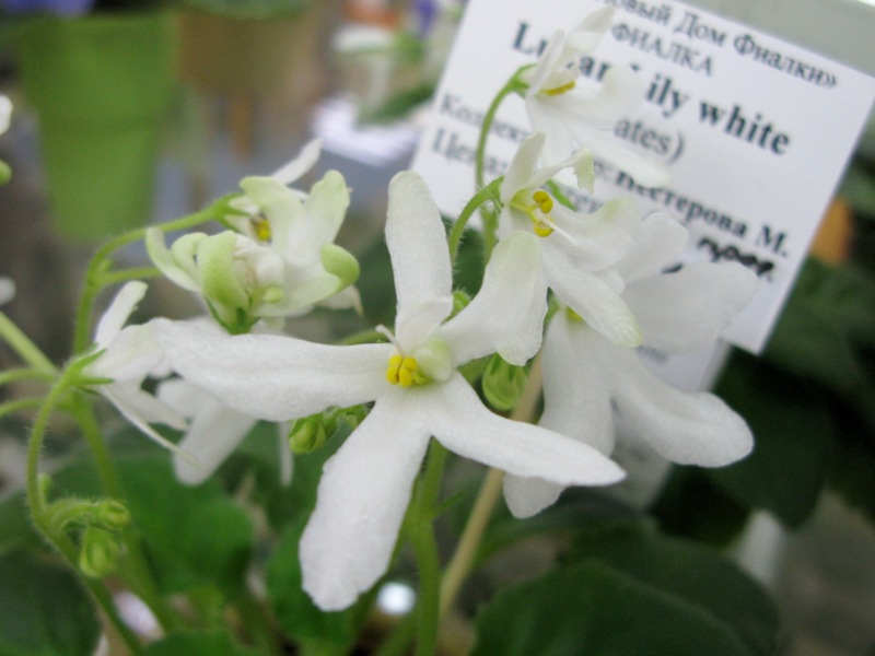 Нестерова Lunar Lily white.JPG