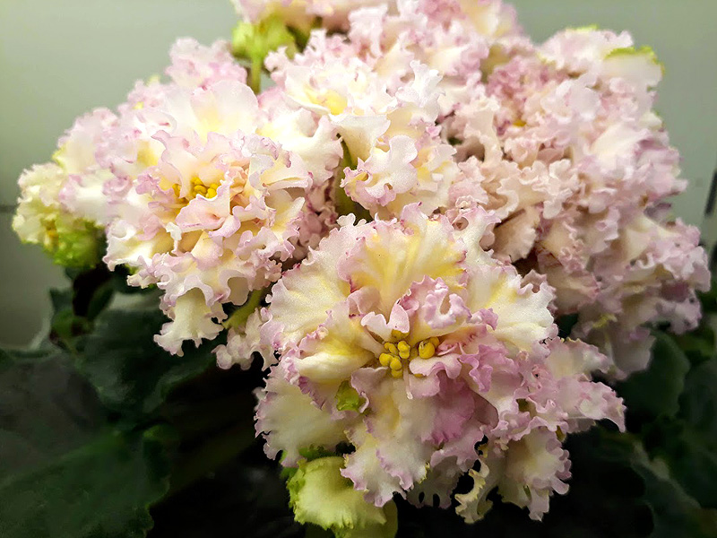 ЛЕ-Злато Скифов1, Данилина.jpg