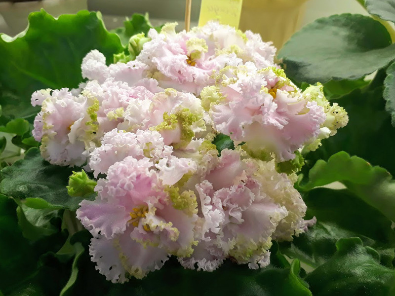 ЛЕ-Денди, Кузина.jpg
