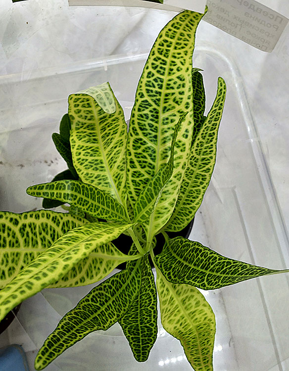 Pseuleranthemum .jpg