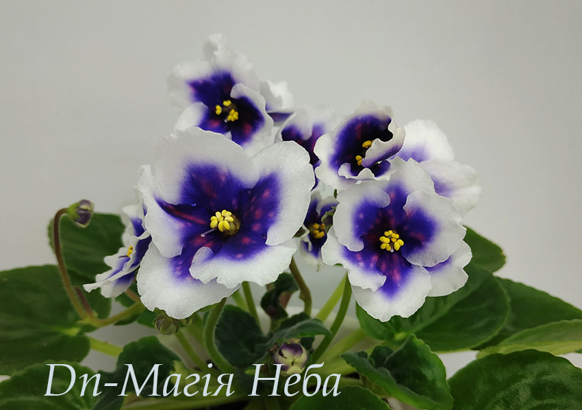 IMG_20201228_183700.jpg
