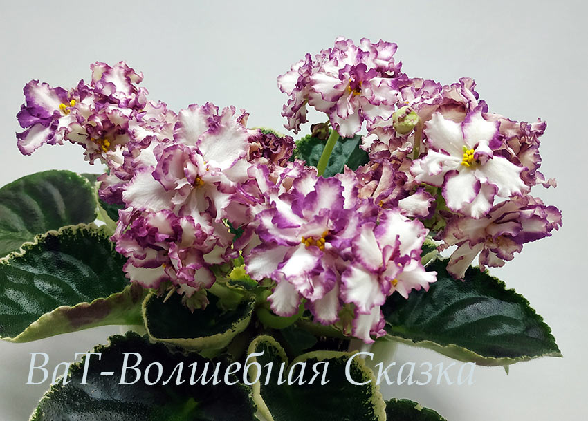 IMG_20201228_155208.jpg