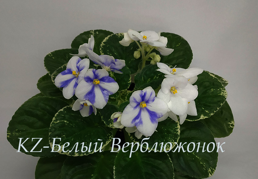 IMG_20201228_184405.jpg