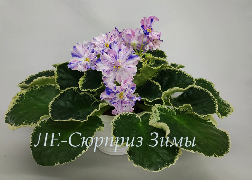 IMG_20201228_183930.jpg