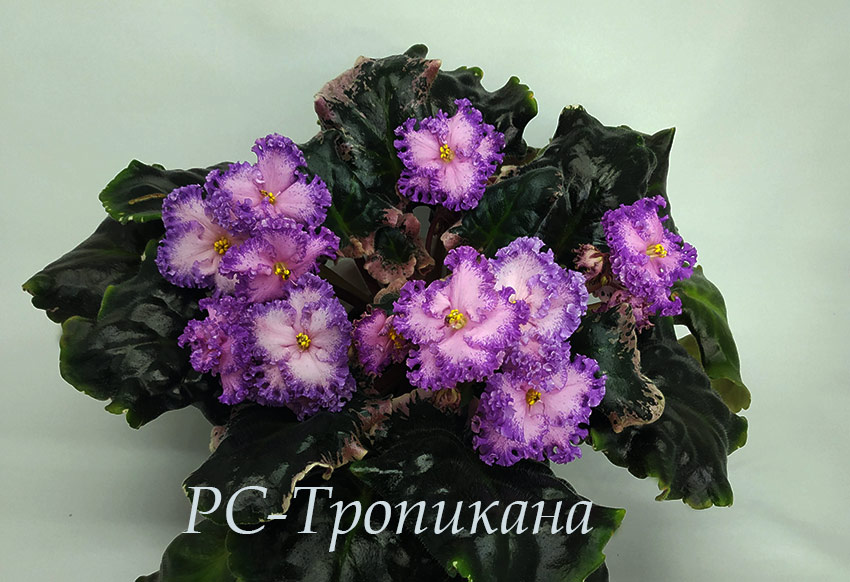 IMG_20201228_185720.jpg