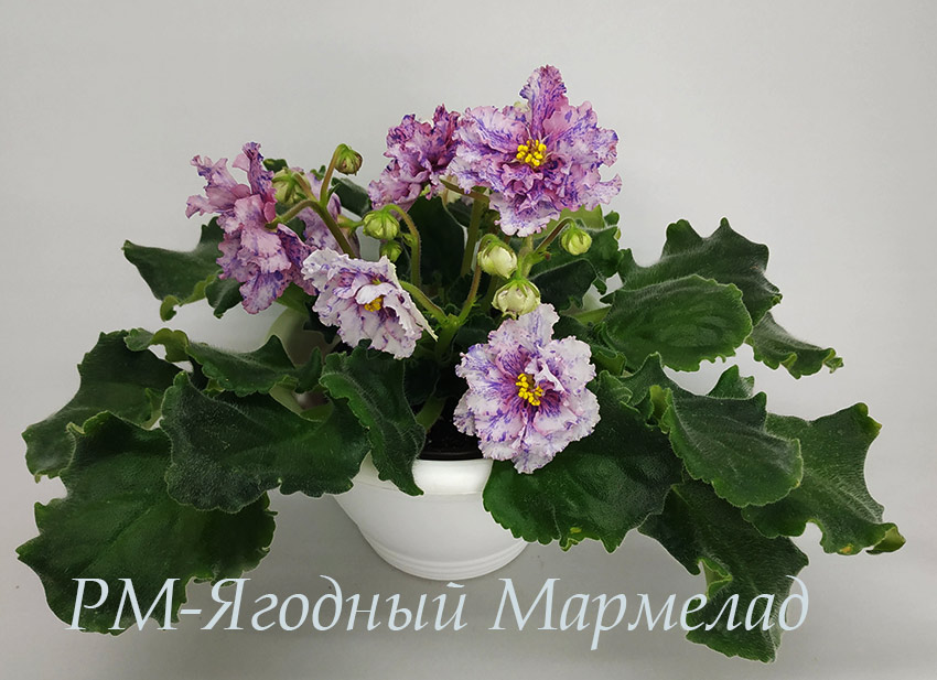IMG_20201228_190842.jpg