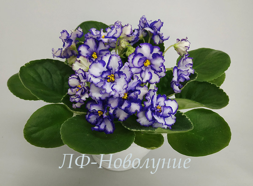 IMG_20201228_192626.jpg
