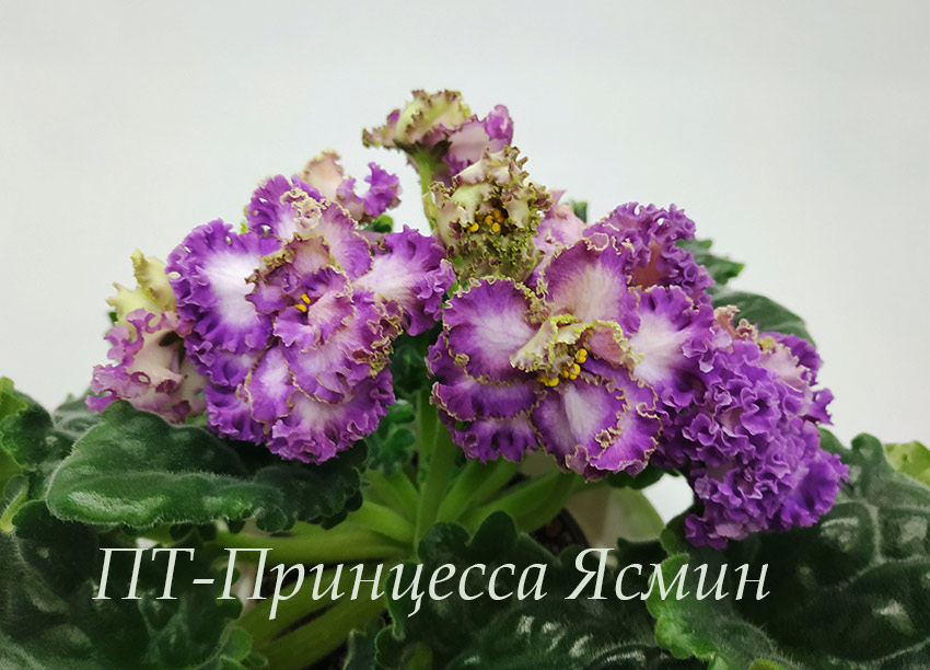 IMG_20201228_193414.jpg