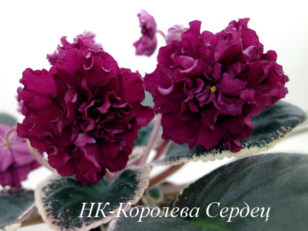 НК-Королева Сердец.jpg
