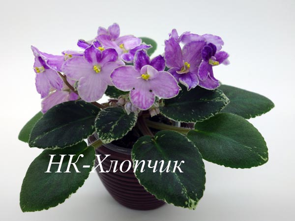 НК-Хлопчик.jpg