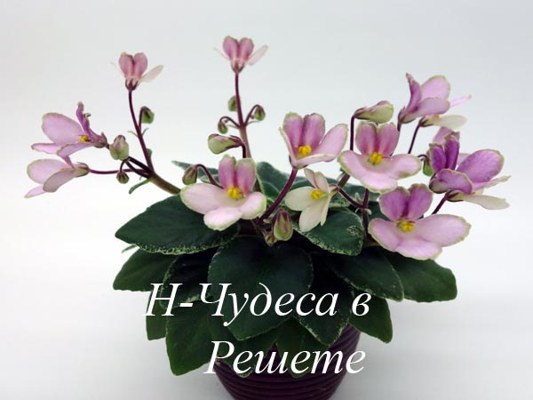 Н-Чудеса в Решете.jpg