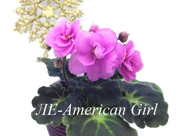 ЛЕ-American Girl.jpg