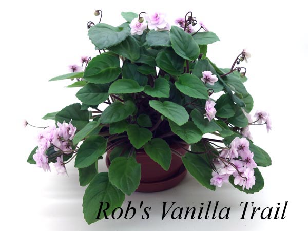 Rob's Vanilla Trail.jpg