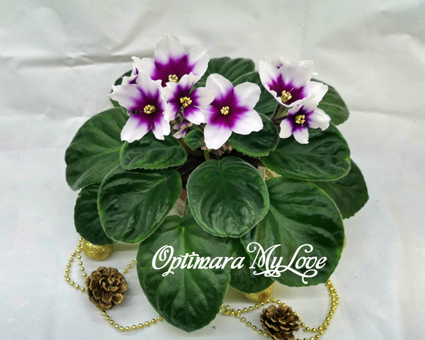 Optimara-MyLove.jpg