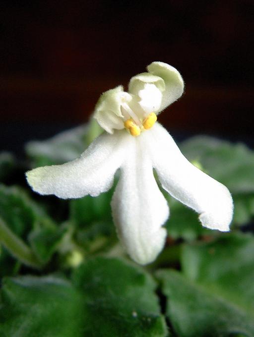 Lunar Lily.JPG