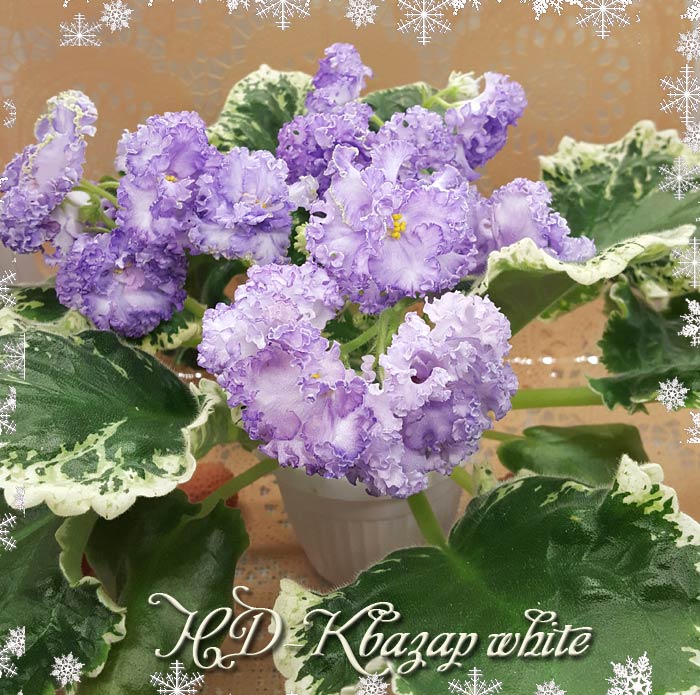 нд_квазар_white.jpg