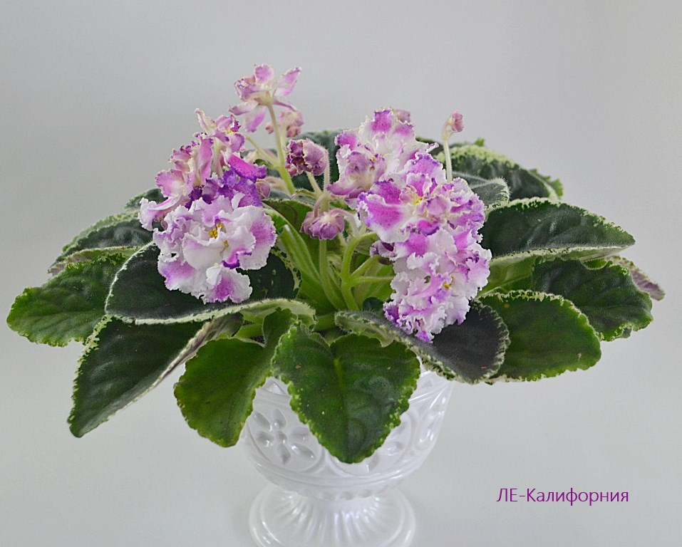 ЛЕ-Калифорния.JPG