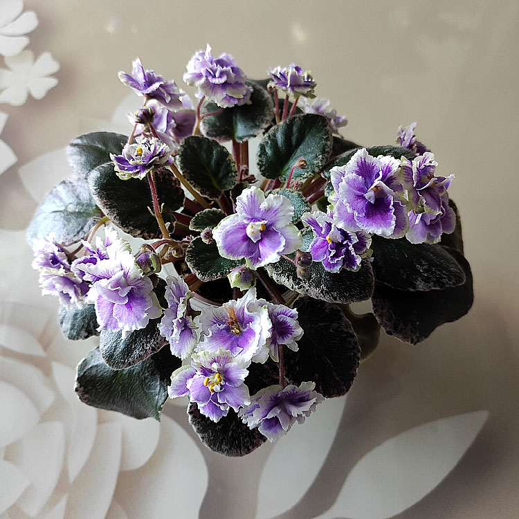 Mac's Jubilant Jamboree (G.McDonald)