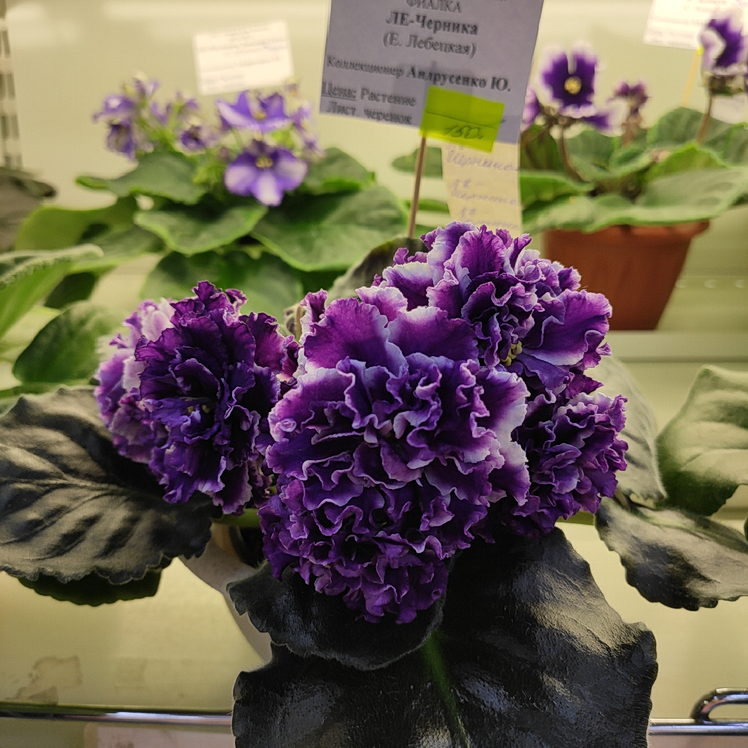 IMG_20210104_135358.jpg