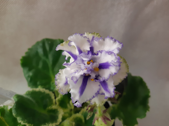 CIMG0905.JPG