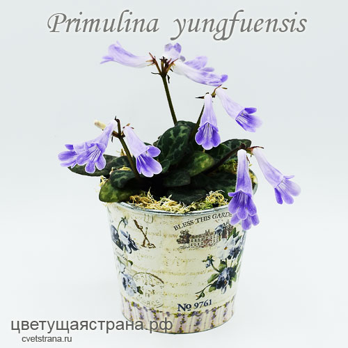 P-yungfuensis.jpg