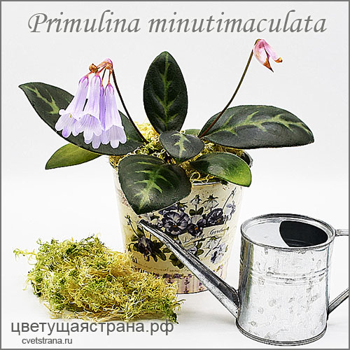 minutimaculata.jpg