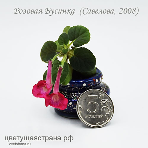Розовая-Бусинка-в-2021-году.jpg