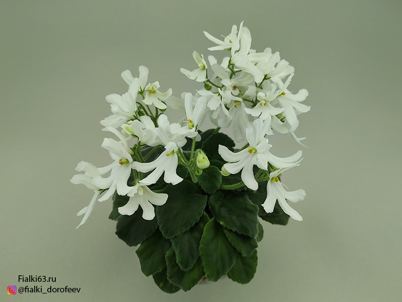 Lunar Lily White