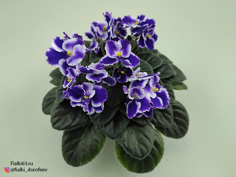 Rhapsodie Cora