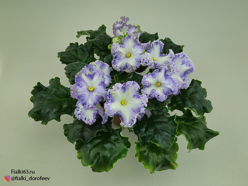 РМ-Франческа