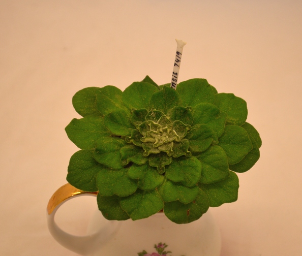 Петрокосмея (Petrocosmea) sinensis
