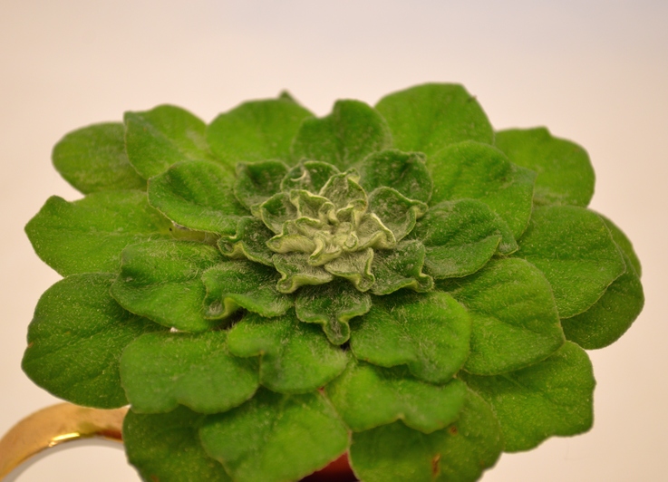 Петрокосмея (Petrocosmea) sinensis