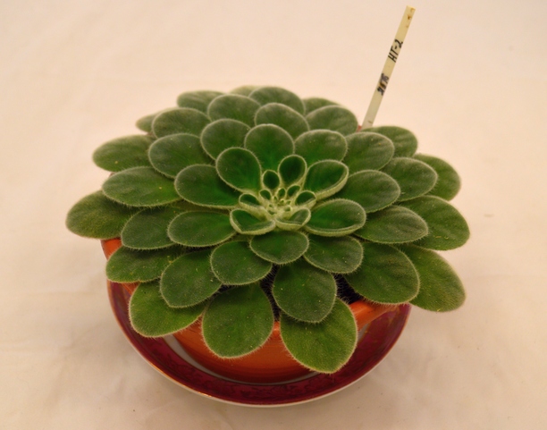 Петрокосмея HT-2