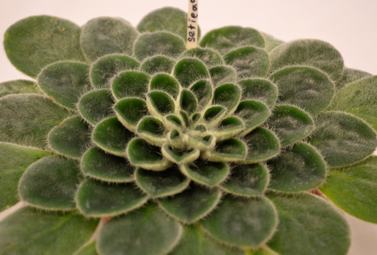Petrocosmea sericea