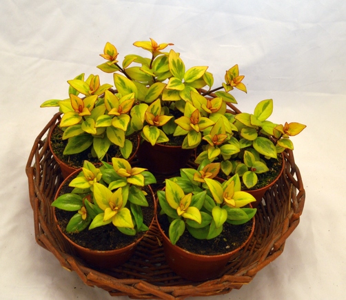 Nematanthus gregarius Sarah
