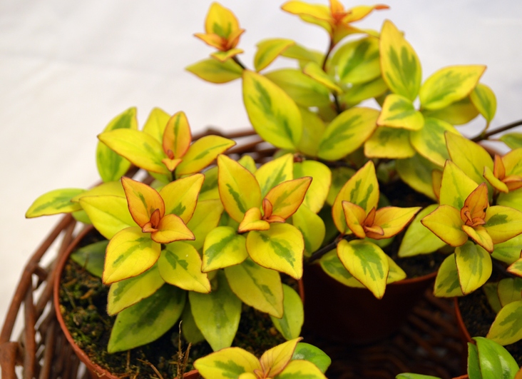 Nematanthus gregarius Sarah