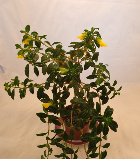 Nematanthus