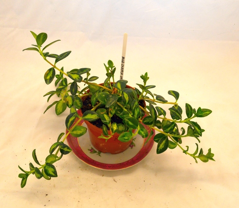 gregarius Dibleys Gold